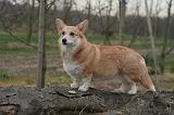 CORGI PEMBROKE 1372